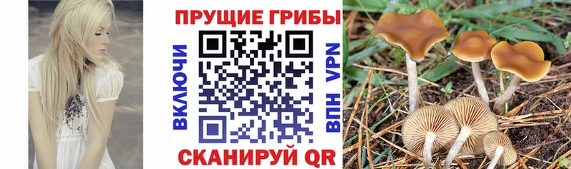 Галлюциногенные грибы мухоморы сколько стоит Новоузенск